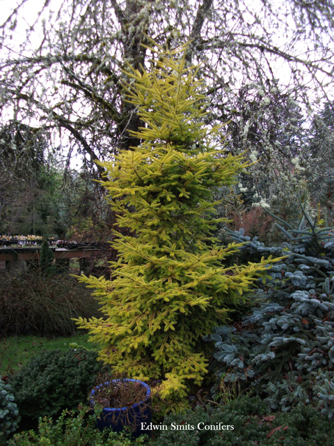 Abies balsamea 'Eugene Gold'